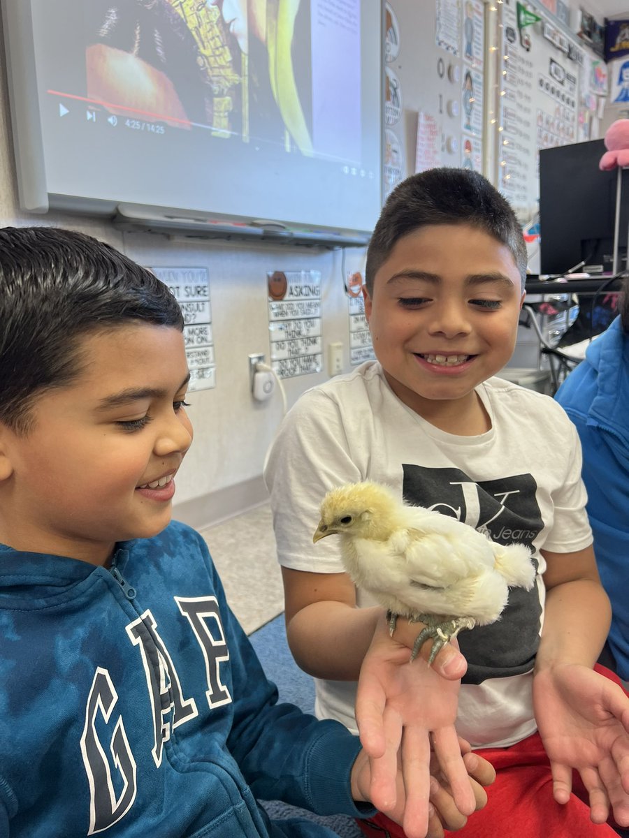 Thanks @Falcon_MrsBPreK for stopping by and letting us play with the baby chicks! Definitely the highlight of our day 🐥💚