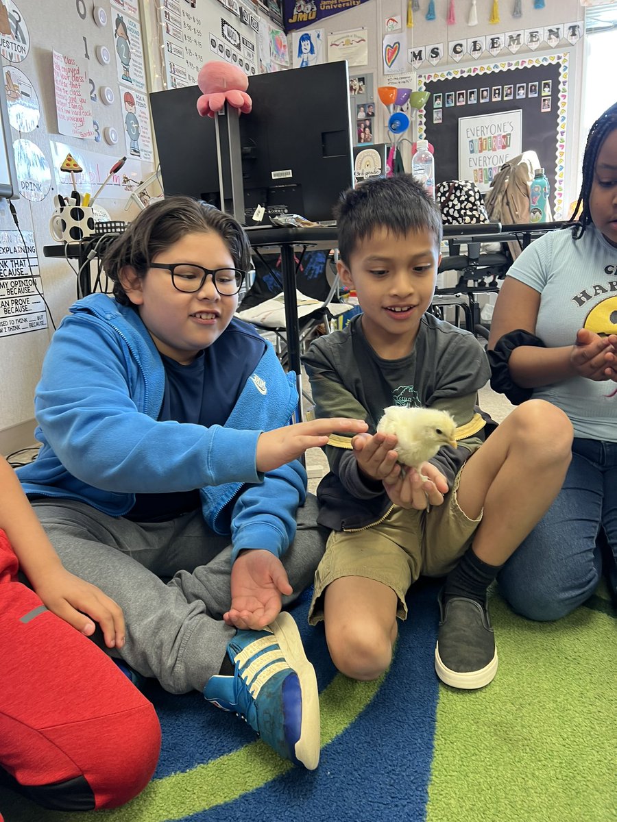 Falcon_Clement1's tweet photo. Thanks @Falcon_MrsBPreK for stopping by and letting us play with the baby chicks! Definitely the highlight of our day 🐥💚 https://t.co/GQ8IbGuDuH