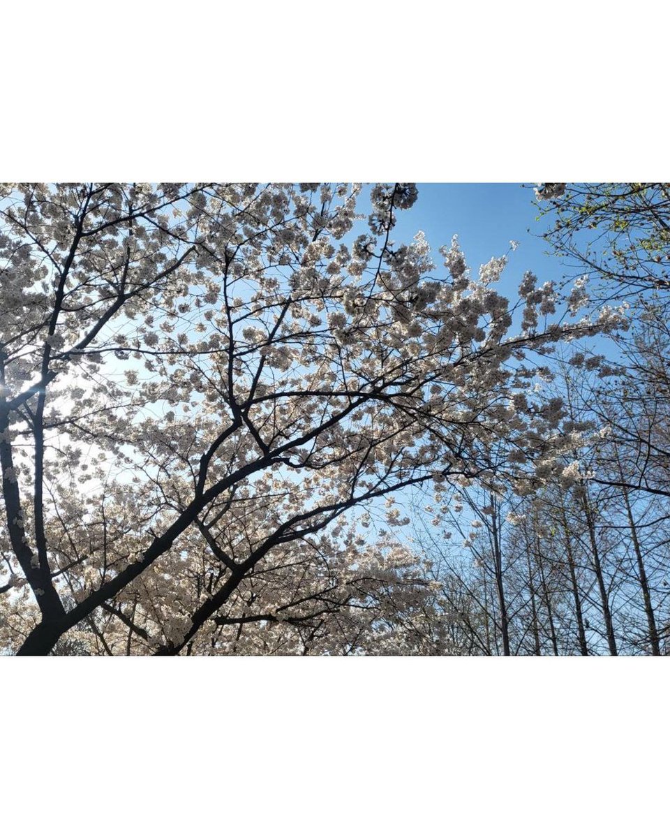 H2H_NEWS's tweet photo. [TRANS] 230330 sment_training IG update with Female Trainees

[🍞] Cherry Blossom in Seoul Forest!!

The sun was warm and the wind was cool, so it felt good~^^
#SMTR
#RookiesDevelopment #TrainingUnit
📎https://t.co/LCQfYoJDzR
#smtrainee #SM연습생 https://t.co/k8J0bJuHjB