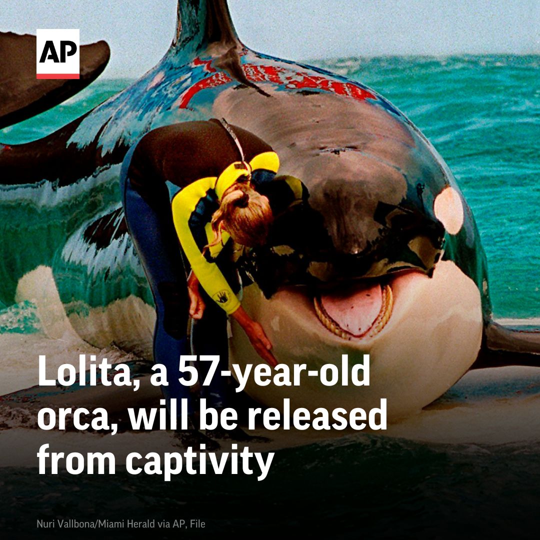 AP's tweet photo. An unlikely coalition of a theme park owner, an animal rights group and an NFL owner-philanthropist announced a plan to return Lolita, an orca that has lived in captivity at the Miami Seaquarium for more than 50 years, to her home in the Pacific Northwest. https://t.co/bo6S6afmQ8 https://t.co/3O5dyuBVrw