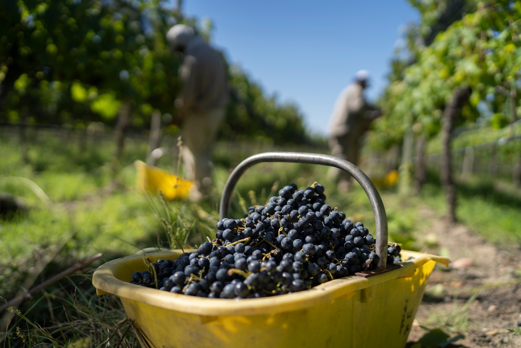 altosurwines's tweet photo. Un viñedo sano es la base para un buen vino. Por eso nos comprometimos para lograr la certificación de prácticas sustentables y tratamiento orgánico. Estamos felices por cosechar el resultado de nuestro trabajo en una vendimia que promete vinos frescos y de gran carácter. https://t.co/zi0OAaRmaV
