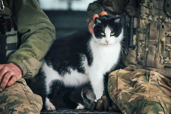 LorenzoTheCat's tweet photo. Today's Ukrainian cat---if looks could kill Putin would be dead. https://t.co/lpnCy7hM8i