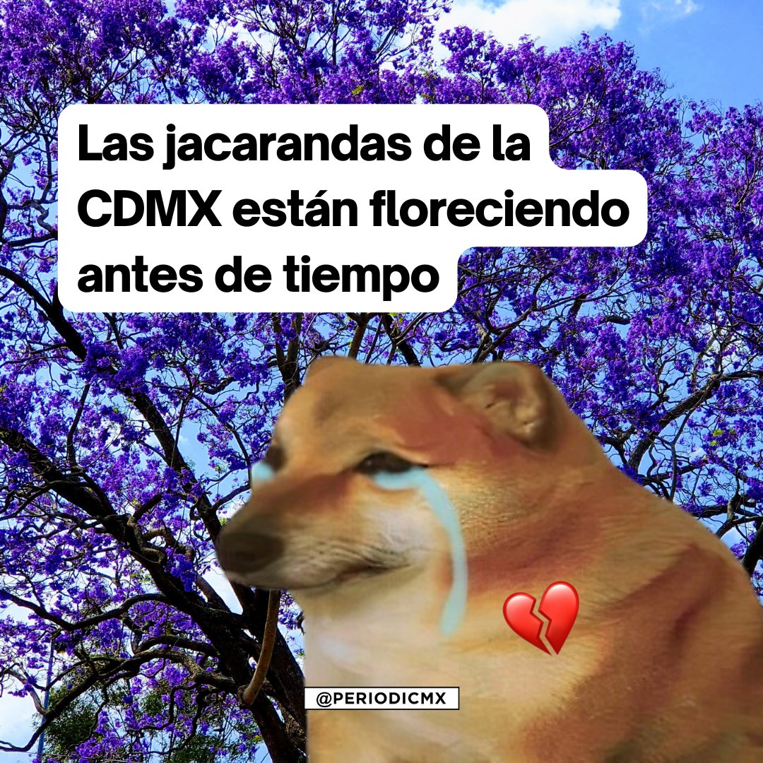 periodicmx's tweet photo. Las jacarandas de la CDMX están hermosas.🥺⚜️💗 Pero debemos hablar sobre por qué están floreciendo antes de tiempo y cómo eso se vincula al cambio climático. 

Abrimos hilo. 🧵 https://t.co/2LB5JV4Cka
