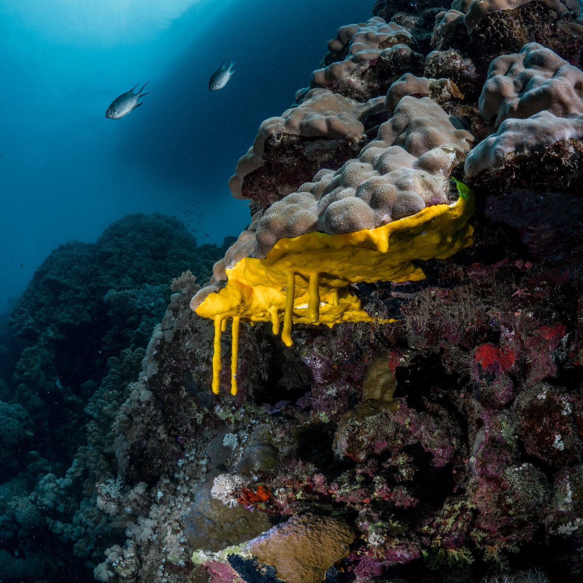 Morgan Bennett-Smith (@morganbs7) on Twitter photo I saw this crazy Red Sea troll snot a long time ago and never figured out exactly what it is. Some kind of sponge? Any ideas? #sciencetwitter #sponges #underwaterphotography I saw this crazy Red Sea troll snot a long time ago and never figured out exactly what it is. Some kind of sponge? Any ideas? #sciencetwitter #sponges #underwaterphotography