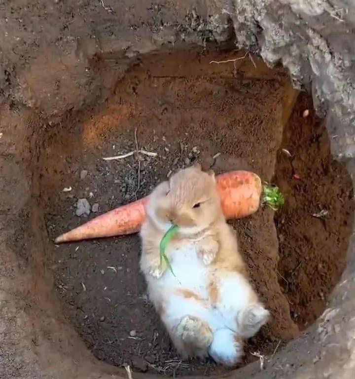que ganas de ser un conejito despreocupado 🐰🥕