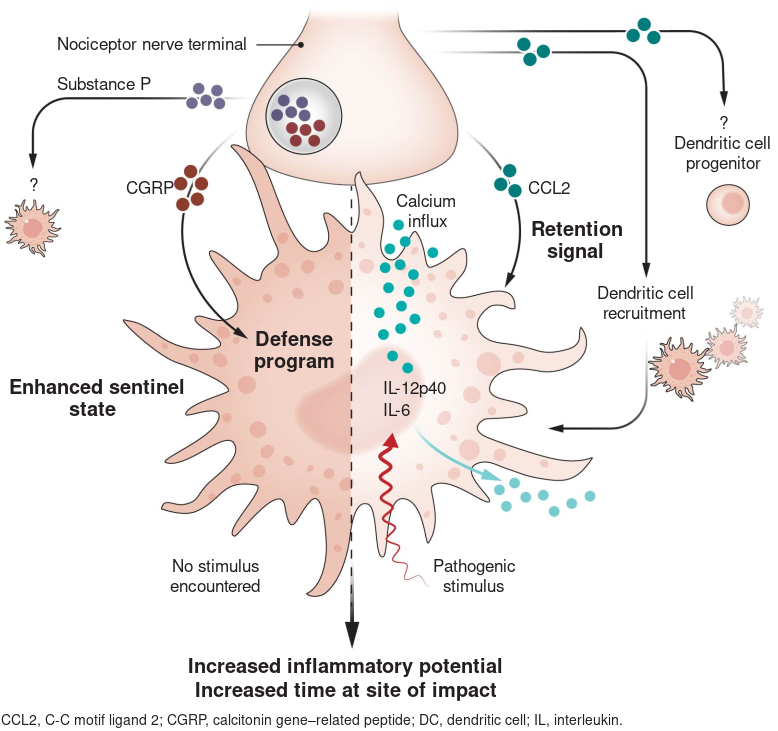 ImmunoEditor's tweet photo. Now in @ScienceMagazine: Pavel Hanč, Uli von Andrian, &amp; al. (@harvardmed) elucidate multiple mechanisms by which #nociceptors can control #DendriticCell functions! 

https://t.co/gikZ8OAhLy

w/ an accompanying Perspective by @buschraml:

https://t.co/NIXrsSLz6F

#neuroimmunology https://t.co/oEEaYy9yah