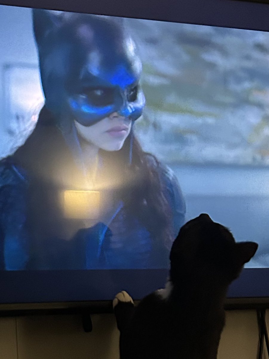 manalwaysdown's tweet image. Watching @stargirl_cw and JFSF got into and argument with WildCat. #stargirl #jfsf #CatsOfTwitter #dc #cw