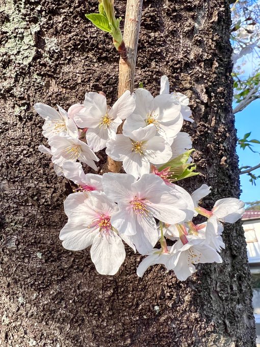 今日の桜🌸 