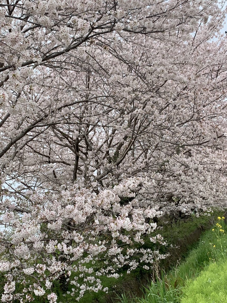 xit_de's tweet image. これ満開❗️❗️