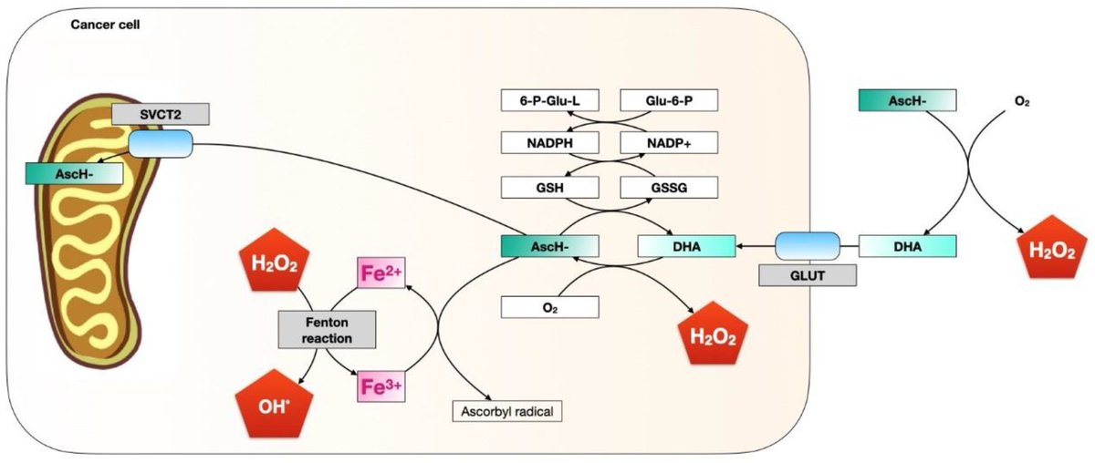 Molecules_MDPI's tweet photo. 📌#cancer #ascorbate #oxidativestress #ferroptosis #iron
New Publication “Ascorbate as a Bioactive Compound in Cancer Therapy: The Old Classic Strikes Back”
By: Ramón Rodrigo, et al. 
👉https://t.co/0f4rAPCtUU
#mdpimolecules #NewPublication https://t.co/0P1il0KwfR