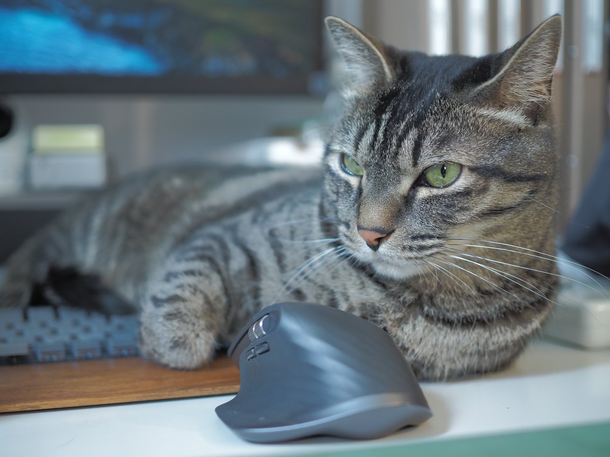LINAQUIAT's tweet photo. a cat and a mouse https://t.co/OaawhtheCm