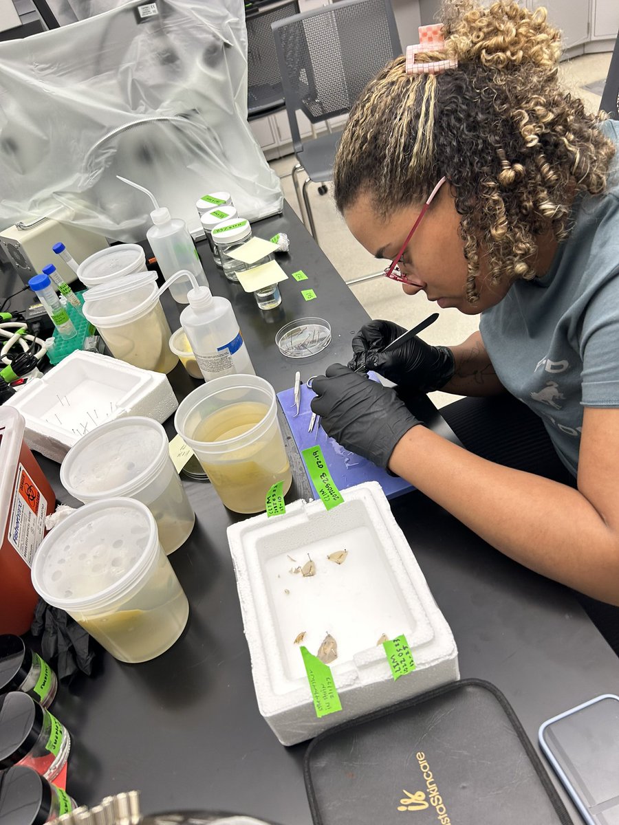 fauhs_research's tweet photo. We were recently honored to have Amani Webber-Schultz in the FAU High Owls Imaging Lab! Amani is a PhD student at the New Jersey Institute of Technology. Her research focuses on shark functional morphology and swimming biomechanics. https://t.co/6LPmEnGzt0