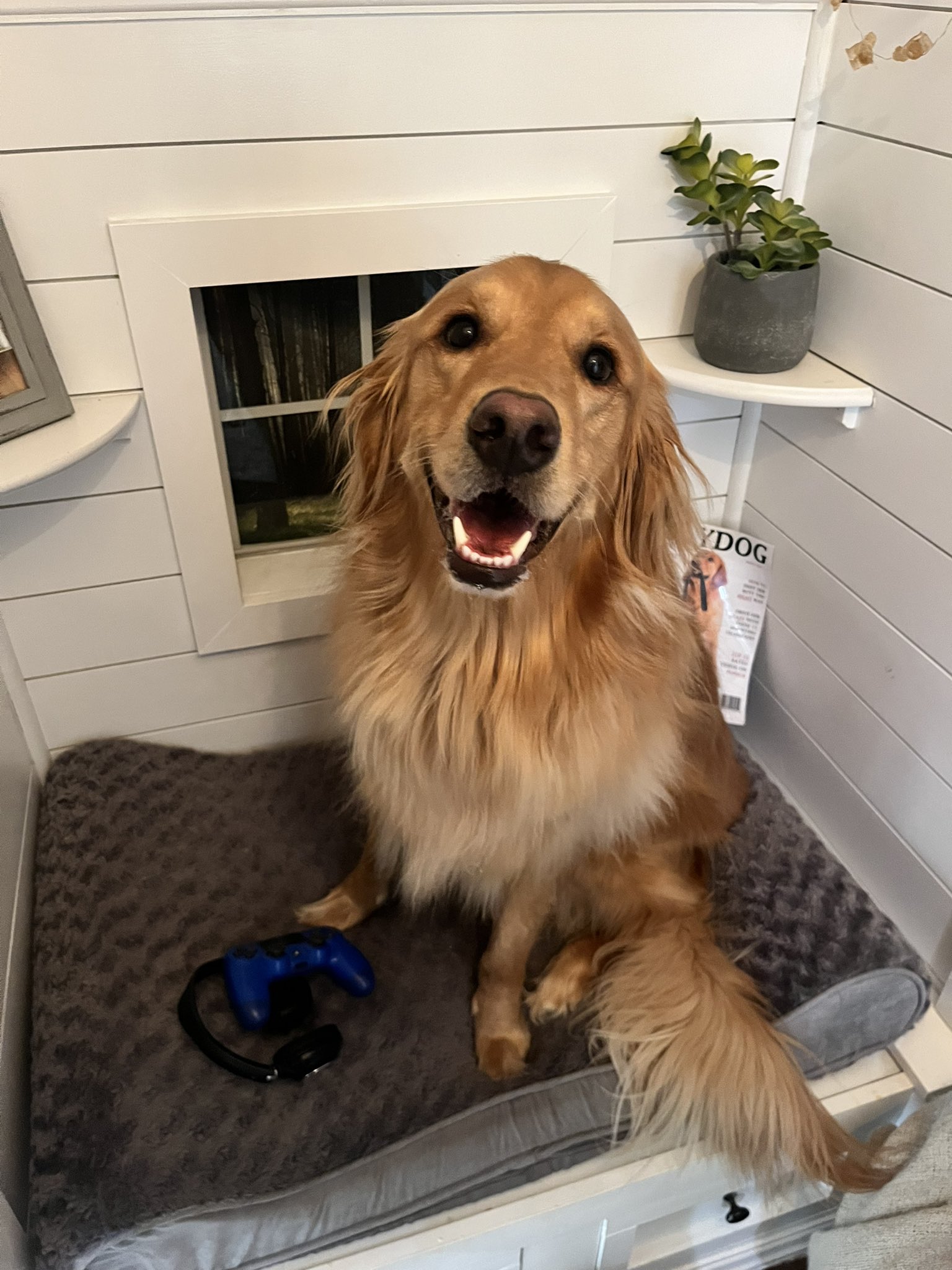 Teddy top golden retriever