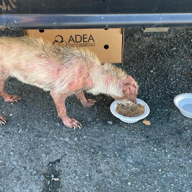 rabitokontento's tweet photo. 🚨🐾 Rescate de emergencia 🐾🚨hoy estuvimos trabajando el rescate de emergencia de Trucutru, una perrita rescatada en Santurce, en condiciones verdaderamente desgarradoras. Su piel está en carne viva, posiblemente debido a la sarna y piel irritada, pero no descartamos maltrato https://t.co/hYwnu58D1D