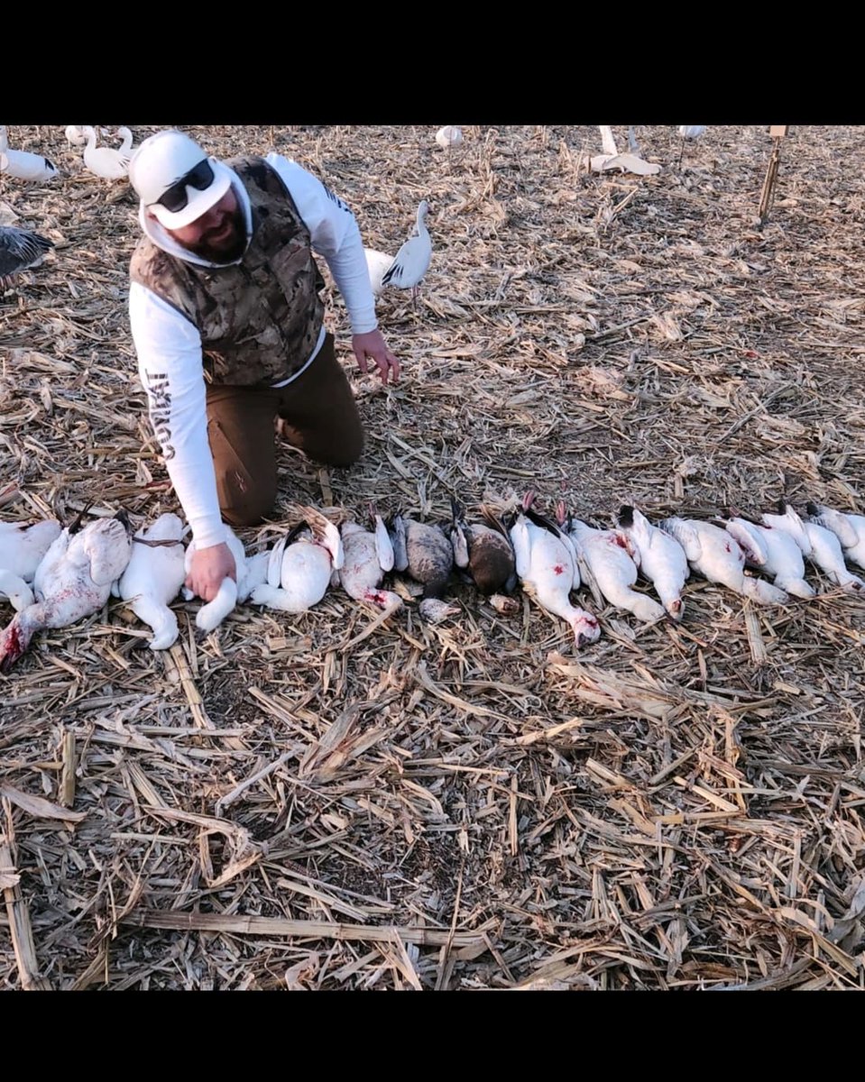The only snow I wanna see in march. #snowgeese #Missouri