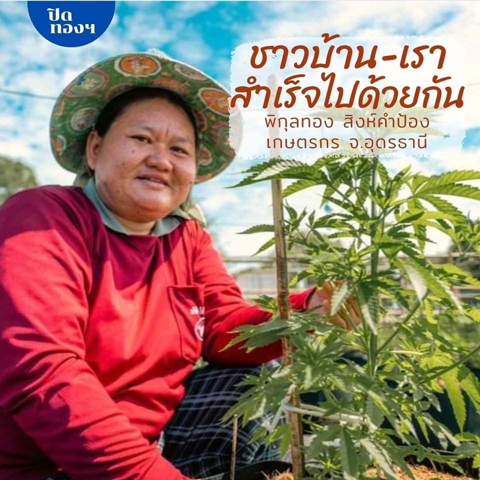 Tv5hdOnline's tweet photo. "ชาวบ้านต้องสำเร็จไปพร้อมกับเรา"พิกุลทอง สิงห์คำป้อง เกษตรกรบ้านโคกล่าม แสงอร่าม ต.กุดหมากไฟ อ.หนองวัวซอ จ.อุดรธานี ที่ปัจจุบันพ่วงตำแหน่ง “ผู้ช่วยนักวิจัยกัญชง” เข้ามาอีกหนึ่งตำแหน่ง
#พอเพียงเพื่อยั่งยืน #TVHD https://t.co/2rfiBwsTo7 https://t.co/ggj5TbtYv4
