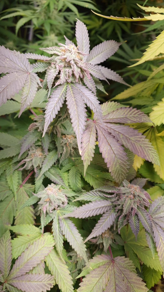 Muz (@muz86498179) on Twitter photo 