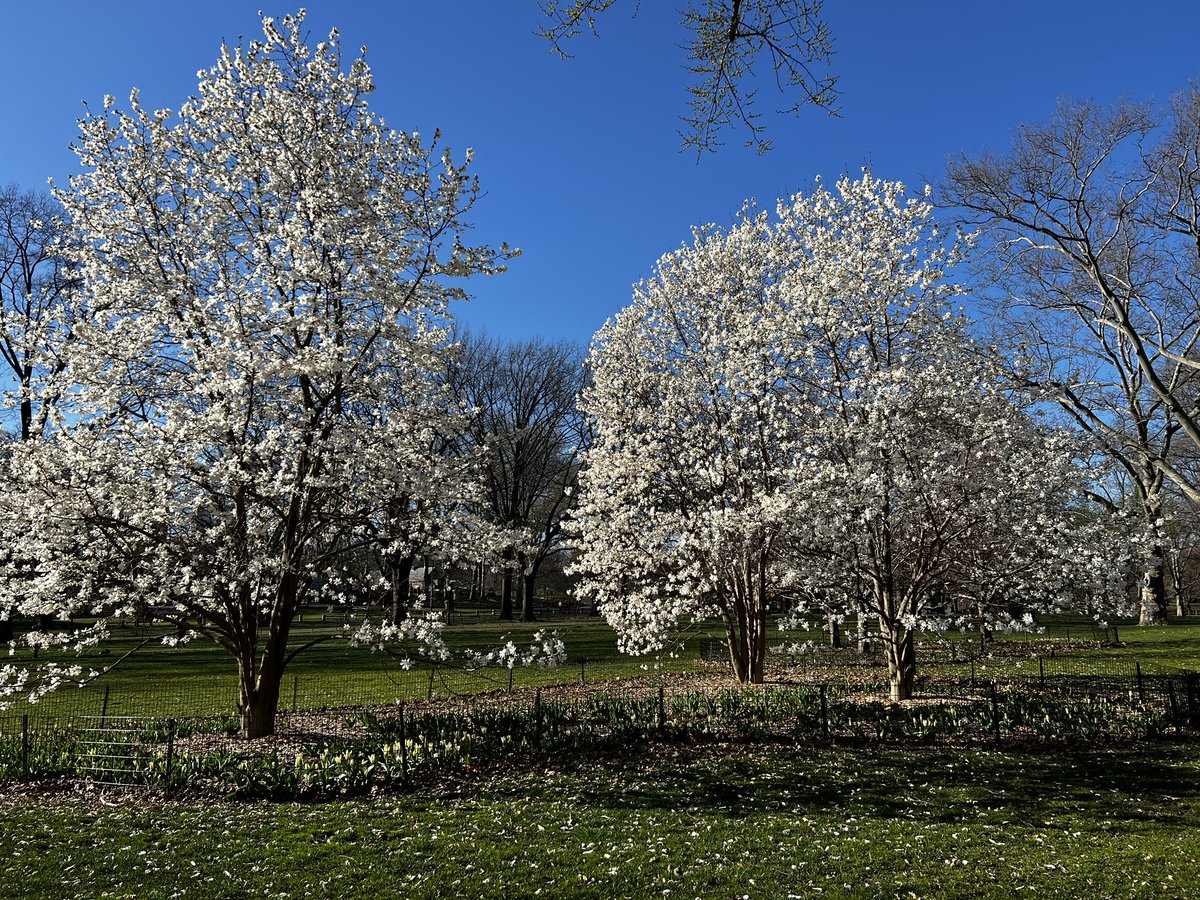 Breaking up your timeline with thoughts of spring images from @CentralParkNYC today. #centralparkbloomwatch #SpringHasSprung @My_Cen_ParkNYC @StormTeam4NY @kayangrum spring is busting out all over 🌼🌸🪻