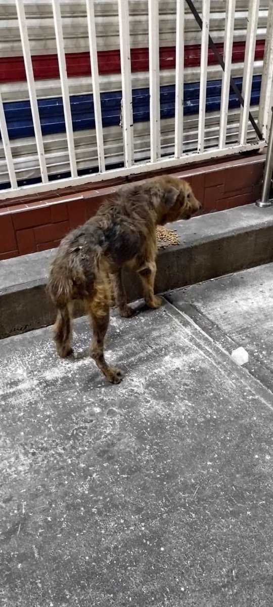 Alina_Gag's tweet photo. Perrito en eje 6 se ve muy maltratado necesita ayuda urgente alguien puede ser hogar temporal? Se los ruega Rescatalandia https://t.co/mLT8s7JOTT