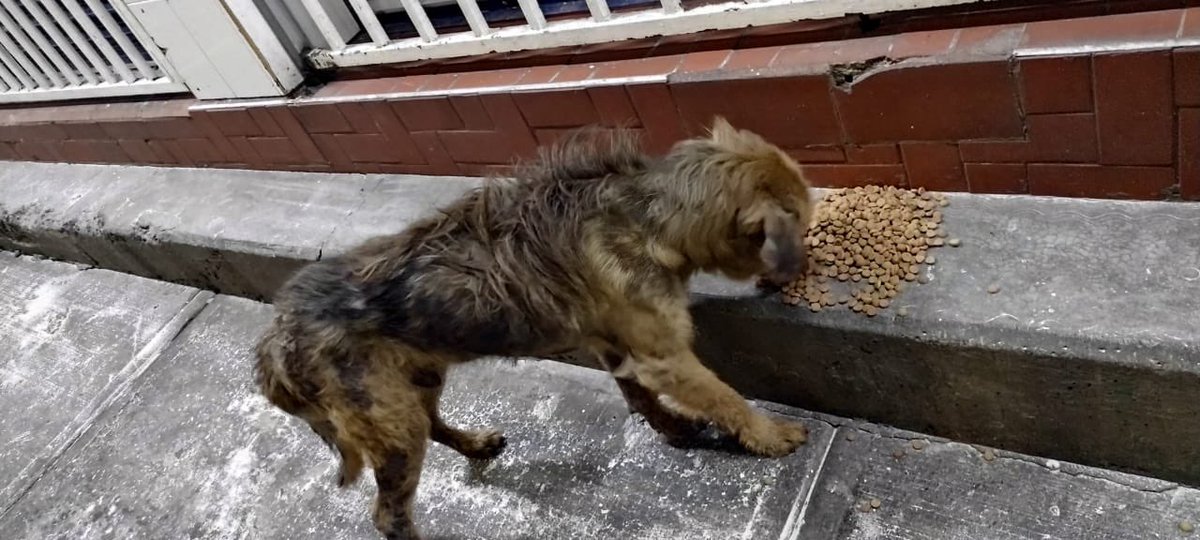Perrito en eje 6 se ve muy maltratado necesita ayuda urgente alguien puede ser hogar temporal? Se los ruega Rescatalandia