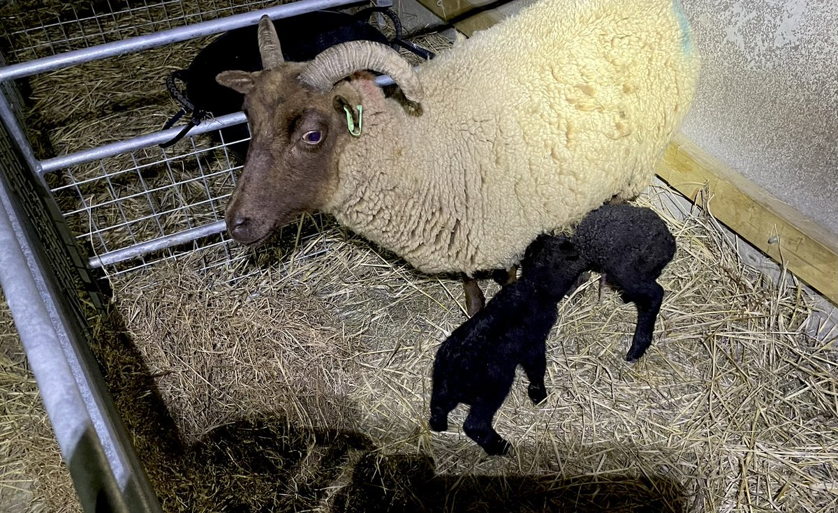 Manx Loaghtan tweet media