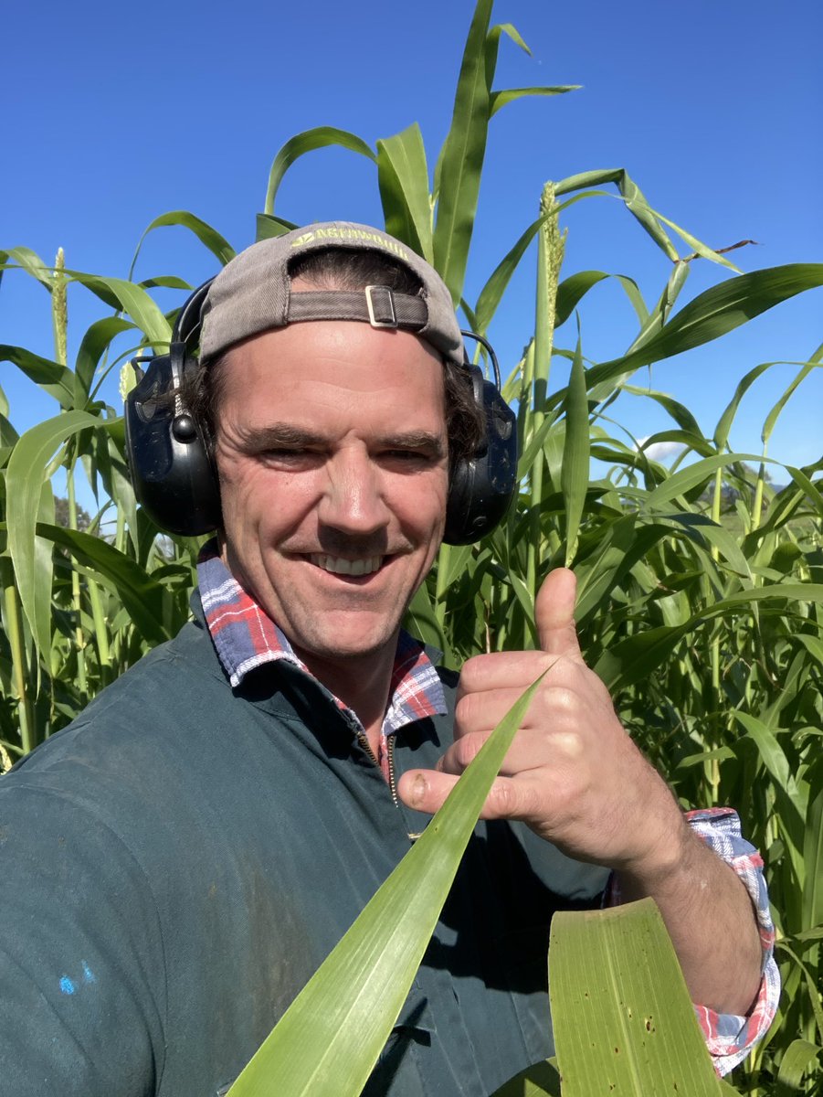 bartjevandeven's tweet photo. Sorghum has been a very cool new addition to our #multicrop this year….🤙🏻🤙🏻 https://t.co/01exyHBB79