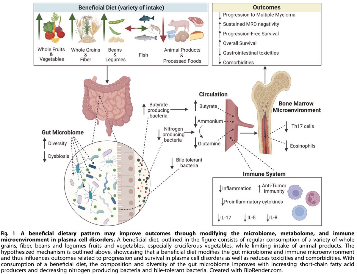 Our comprehensive review on dietary and microbiome evidence in plasma cell disorders @richaparikh36 @LesokhinMD Francesca Castro and Matteo Bellone @MSK_DeptOfMed @LeukemiaJnl #mmsm #microbiome #nutrition #diet rdcu.be/c8JFV