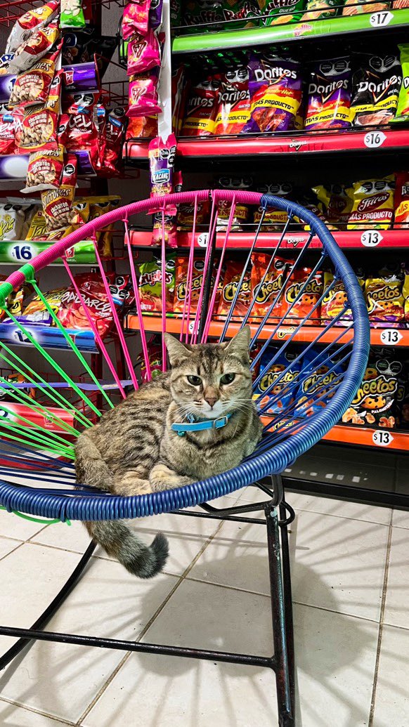 Bodegacats_'s tweet photo. 📷 @MezlyAmador https://t.co/40GAFLxaq2