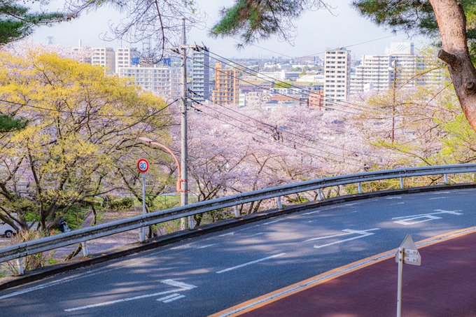 耳をすませばの舞台に桜が咲きました 