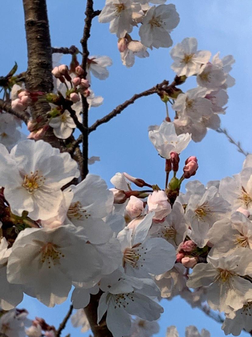 Cherry blossoms are the flower of the genus Prunus trees. In the springtime, these small and dainty flowers bloom in hues of pink and white, creating clouds of beauty across Japan and the Northern Hemisphere, which typically have tolerable climates for cherry blossom trees 🌸