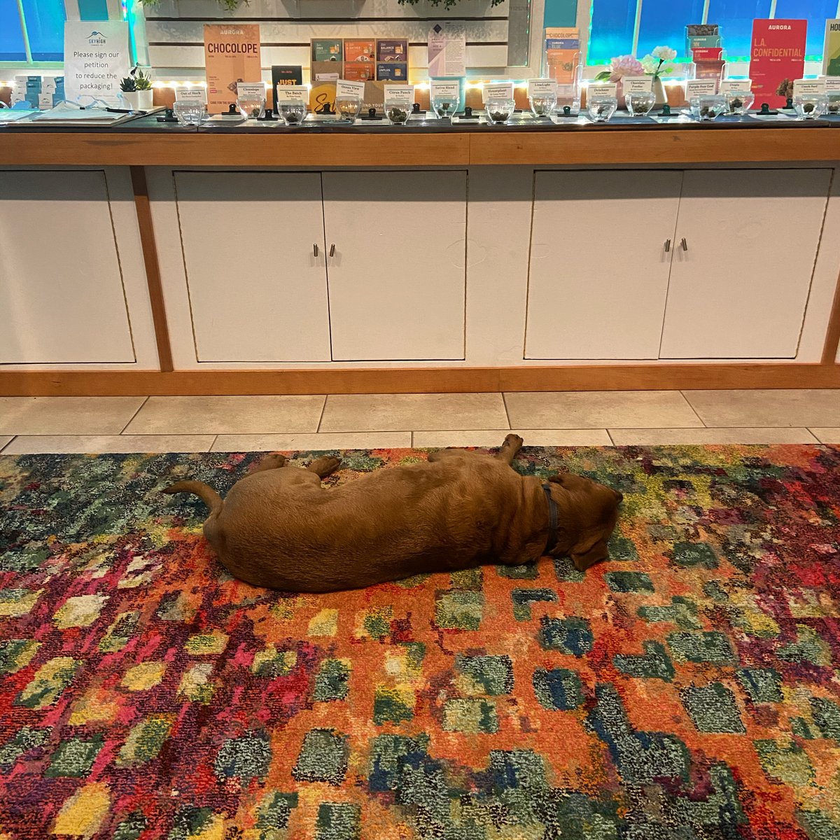 The dogs are always asleep on the job