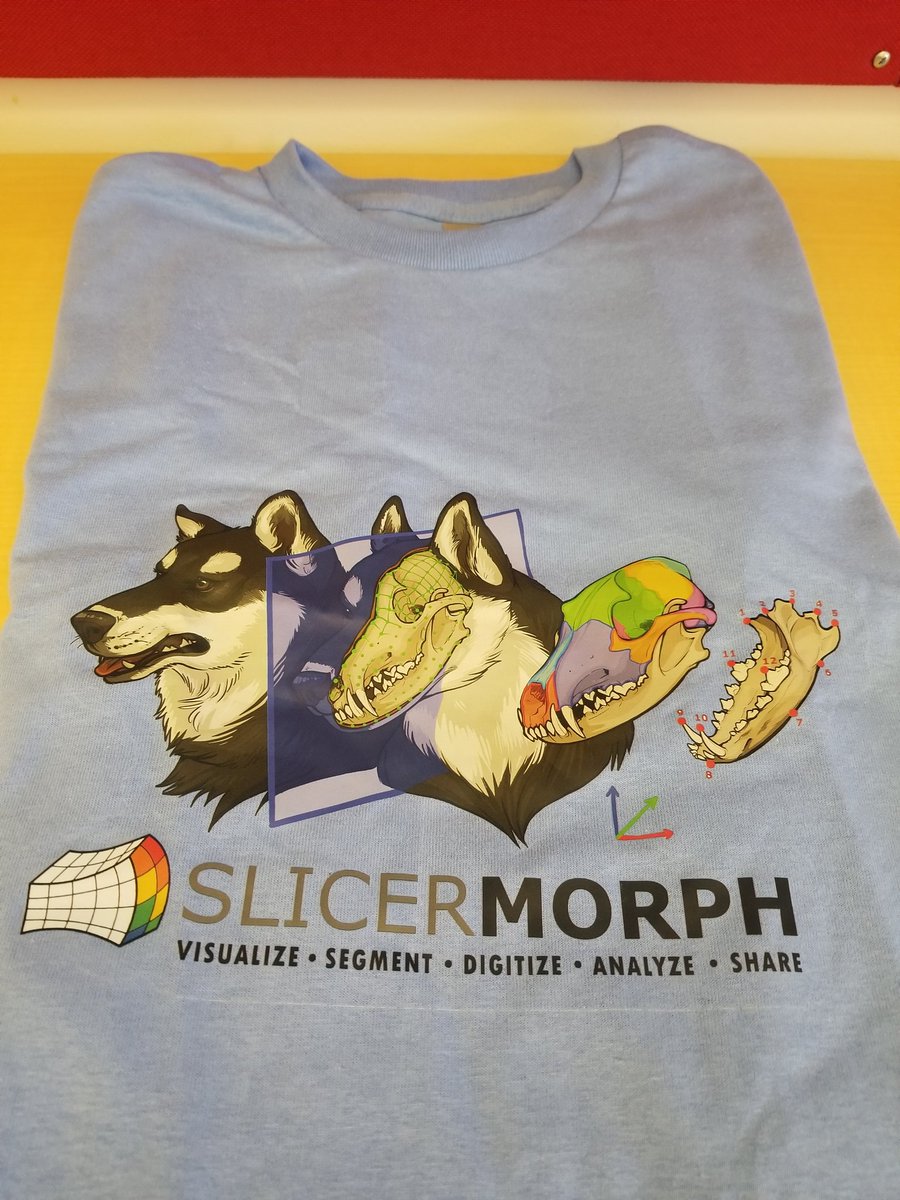SaraRolfe's tweet image. New team @SlicerMorph tees just arrived! 🤩