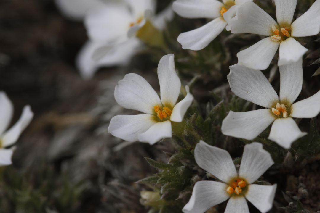 sometimesimdan's tweet photo. You thought I'd miss the first phlox of the season just cause I don't live in Alberta anymore?? https://t.co/HfSBoP8WKe