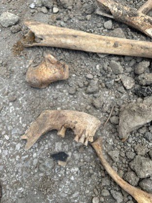 Baromuzun Van’da inşaat kazı alanında bulunan insan kemiklerinin usulüne uygun incelenmesini sağlamak adına sürecin takipçisi olduğunu kamuoyuna saygı ile bildiririz.