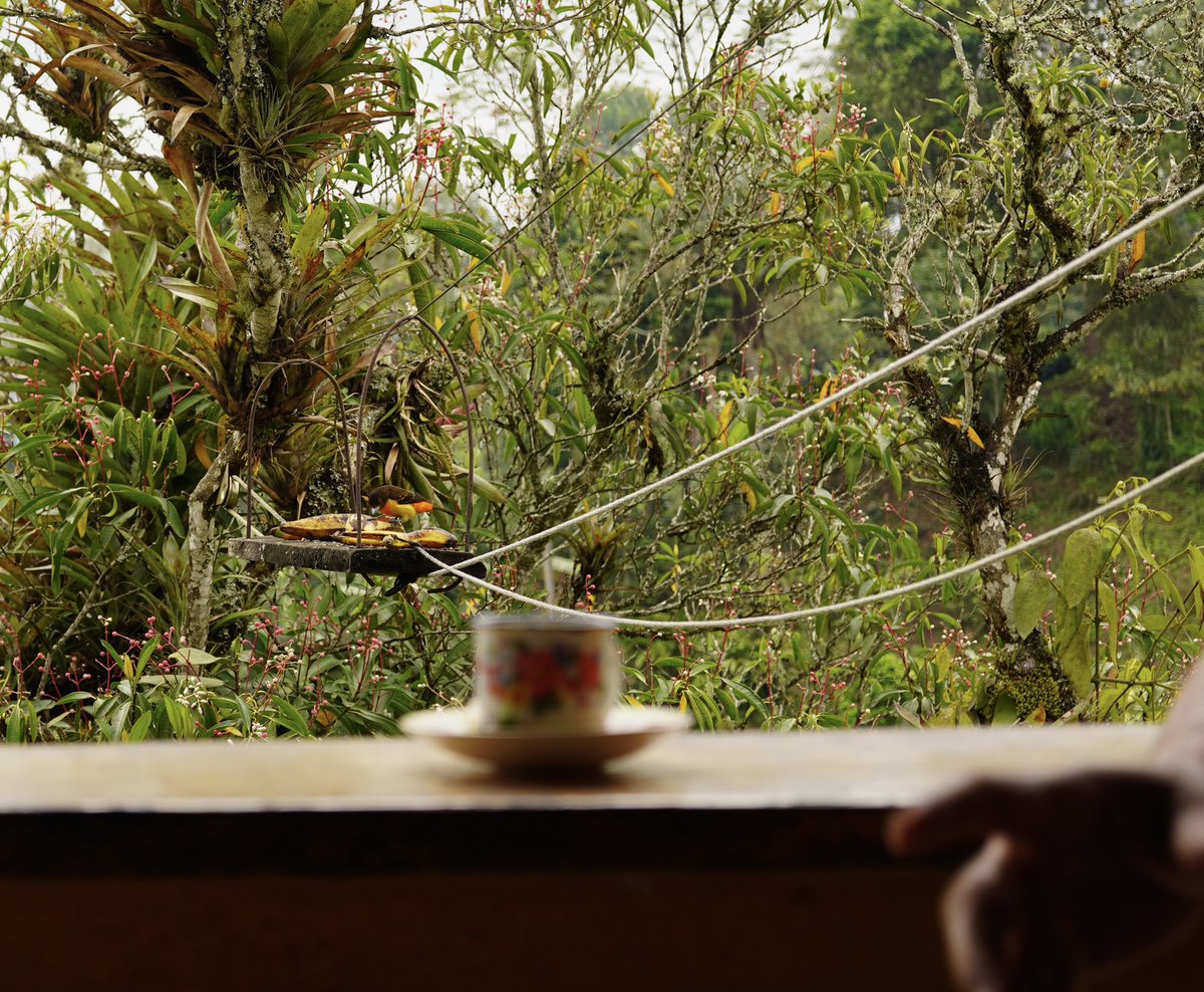 nickfincho's tweet photo. A cup of coffee with a view! And a (healthy) topping of tanagers. 

It was awesome to see so many tanagers while visiting a coffee farm in Salento, Colombia yesterday. The coffee wasn’t bad either. https://t.co/XXqLGNn7gA