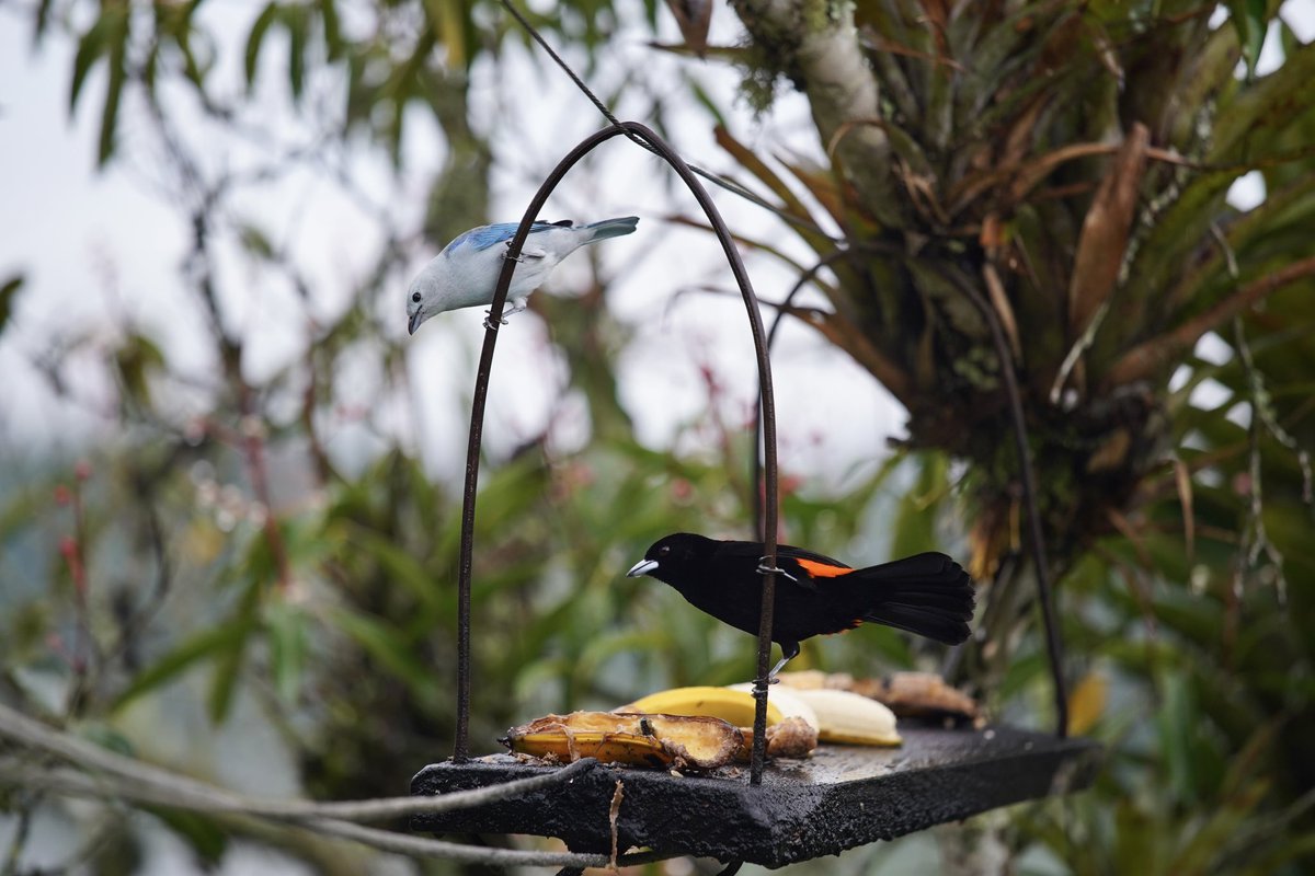 nickfincho's tweet photo. A cup of coffee with a view! And a (healthy) topping of tanagers. 

It was awesome to see so many tanagers while visiting a coffee farm in Salento, Colombia yesterday. The coffee wasn’t bad either. https://t.co/XXqLGNn7gA