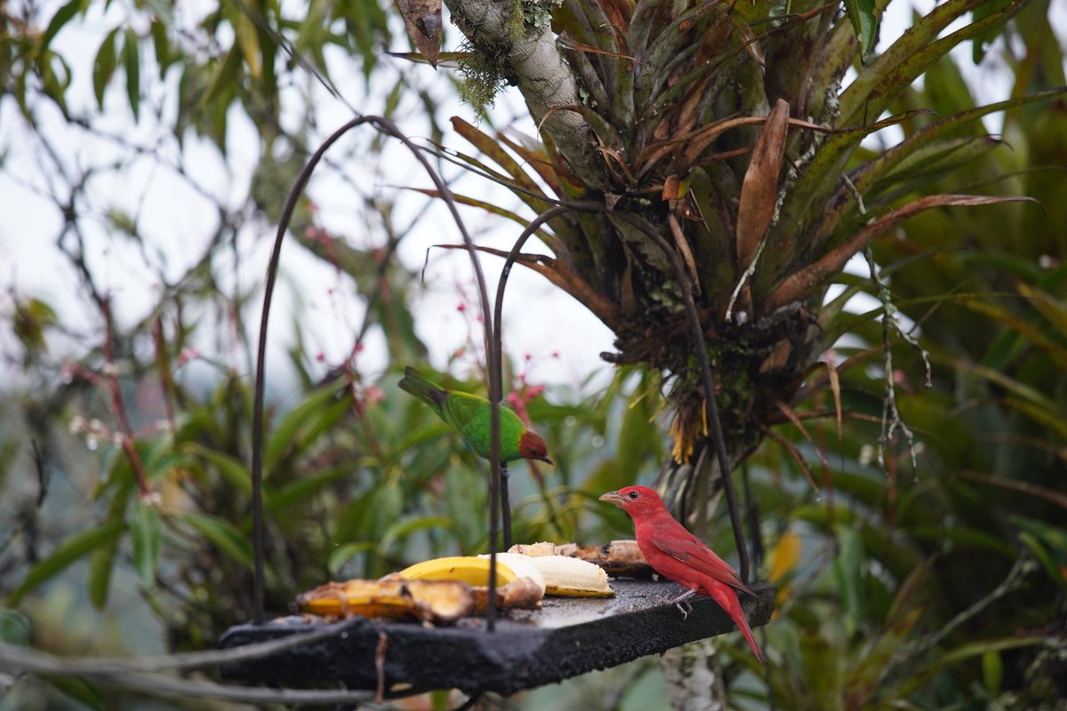 nickfincho's tweet photo. A migratory summer Tanager (right), Blue-necked tanager and some (out of focus) Palm tanagers were more timid visitors to the feeder https://t.co/40BSZ5w5xi