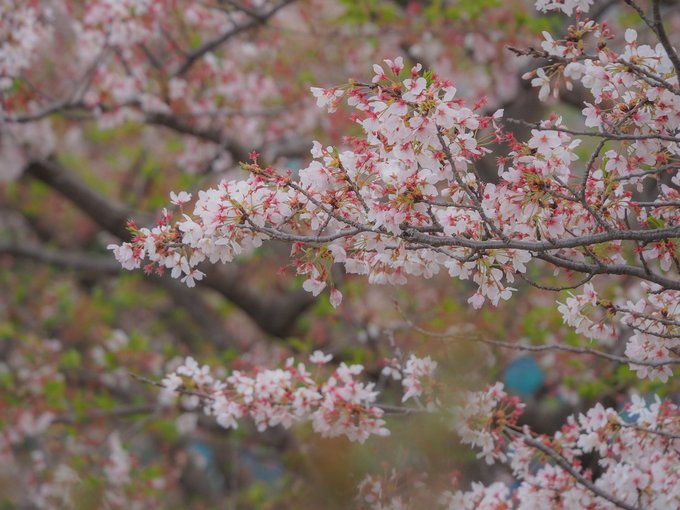 桜が咲いているうちに…!と、望遠レンズで撮る練習。 