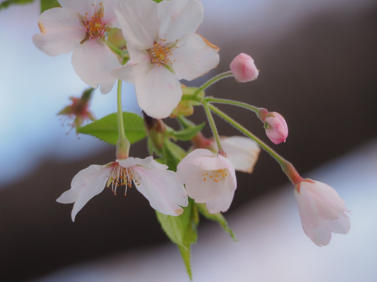 no humans flower still life blurry leaf white flower pink flower  illustration images