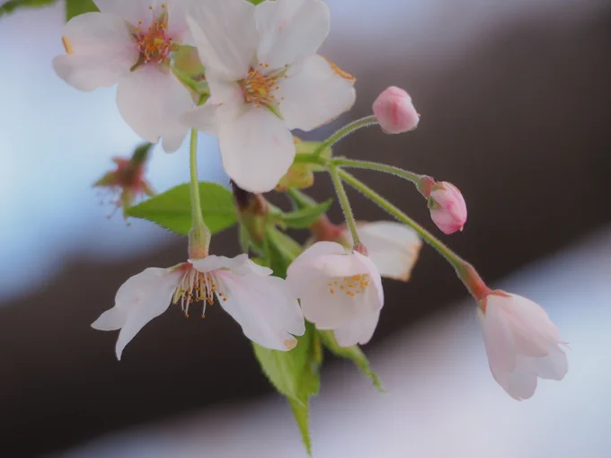 桜が咲いているうちに…!と、望遠レンズで撮る練習。 