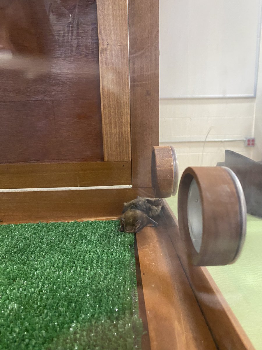 Liz Machado (@lizmachado68) on Twitter photo A special thanks to the Mercer County Wildlife Center for sharing your animal ambassadors, and for the work you do with the wild animals in our community <a href="/WildCentFriends/">WildlifeCenterFriend</a> <a href="/BTTinaOverman/">Christina O</a> <a href="/EAFinnegan/">Betsy Finnegan</a> @LaRoccaBT3 <a href="/SM_TeachBT/">Shannon Murphy</a> <a href="/ImMisterL/">Scott Launer</a> #beartavernpride A special thanks to the Mercer County Wildlife Center for sharing your animal ambassadors, and for the work you do with the wild animals in our community <a href="/WildCentFriends/">WildlifeCenterFriend</a> <a href="/BTTinaOverman/">Christina O</a> <a href="/EAFinnegan/">Betsy Finnegan</a> @LaRoccaBT3 <a href="/SM_TeachBT/">Shannon Murphy</a> <a href="/ImMisterL/">Scott Launer</a> #beartavernpride