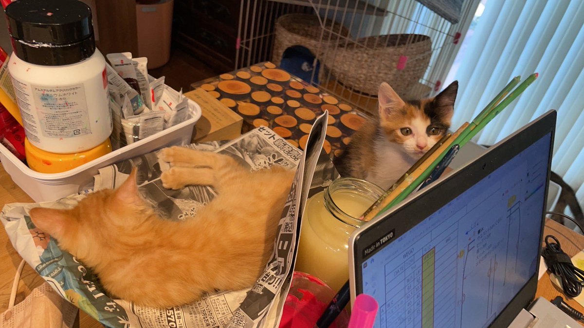 猫田さん 猫21匹の下僕 (@necotasan22) / Posts / X
