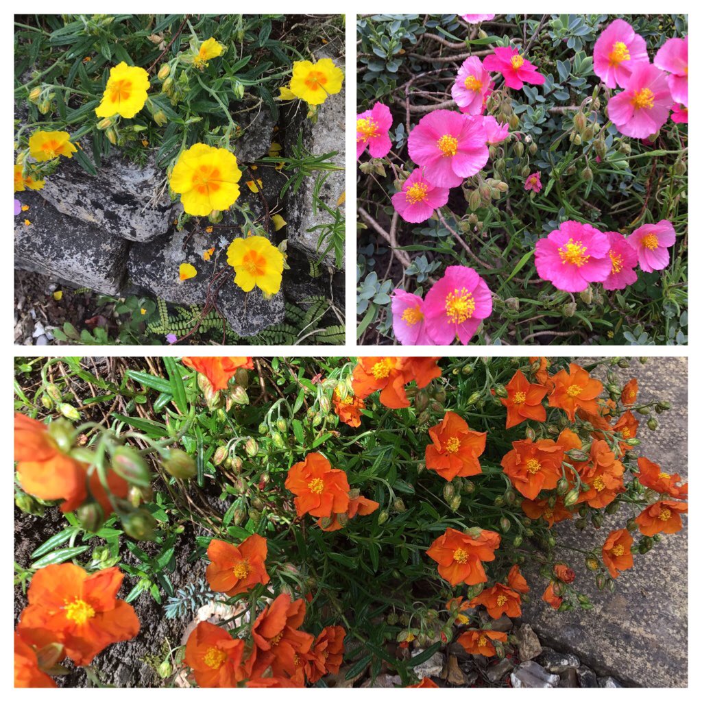 #Sunlovingperennials .   Little  uns  with Big impact ! 
Colourful Helianthemum  aka  Rock Roses.    #gardenplans