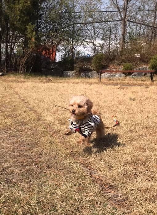 glass0603's tweet photo. 우리개 처음 나무했던 날이구낰ㅋㅋㅋㅋㅋㅋㅋㅋㅋ 아우 기여워 https://t.co/1l75TLFN2l