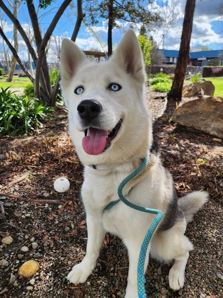 #Dog #Tundra_CCSTCA_03 soft sweet gentle &amp; clearly gorgeous! getpet.info/Tundra_CCSTCA_…