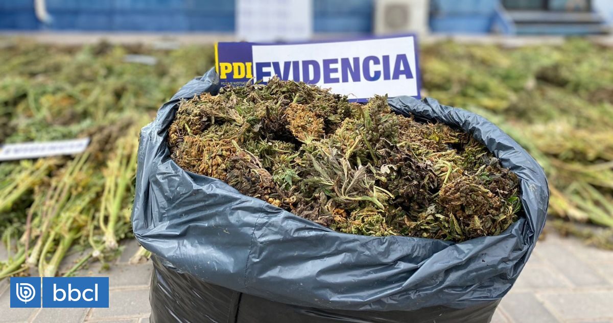 Logran importante decomiso de cannabis avaluada en más de $350 millones de pesos buff.ly/3G4qNGi