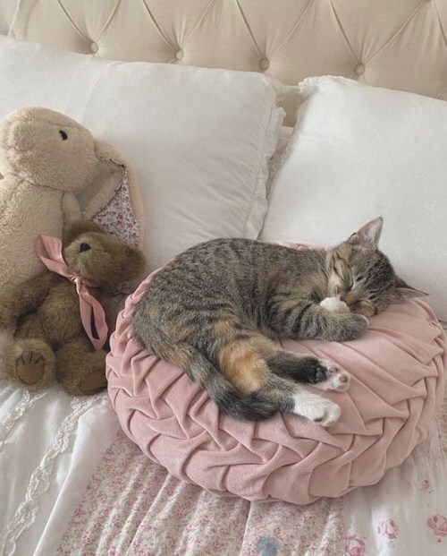 Cute Animals tweet media