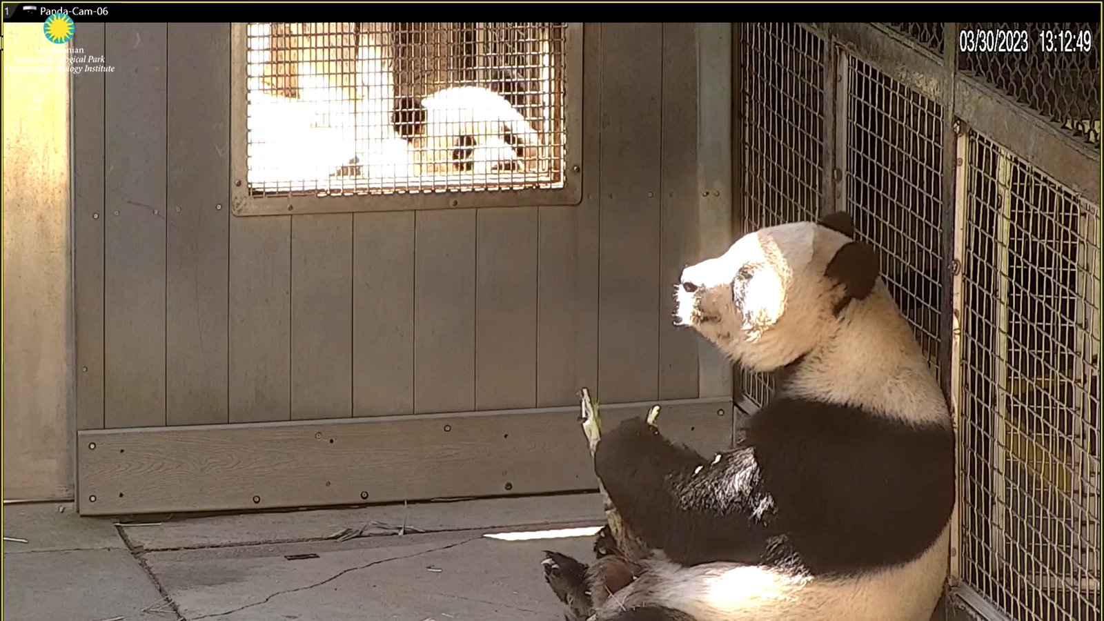 Bei Bei Panda (@BeiBeiPanda3) / Twitter