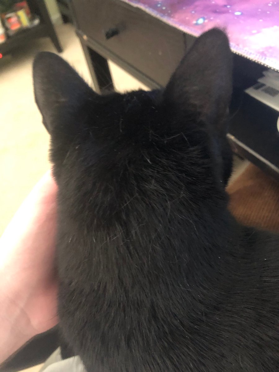 breakinglagcomp's tweet photo. cat and mouse gaming https://t.co/QSZpbPOJof
