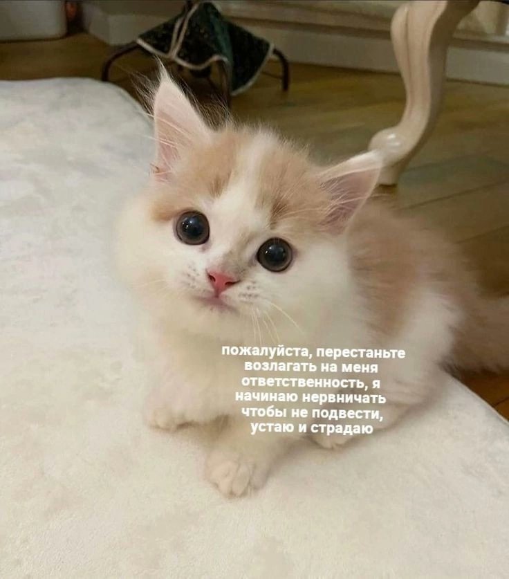 Я каждый раз когда сестра и мама начинают сраться, а я просто выходу на кухню за чаем, а мне в итоге все орут что скоро будет пора идти на работу, и просто хочу плакать